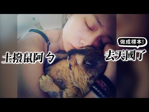 土撥鼠阿ㄅ去天國了!決定將他做成標本!【許伯簡芝】鱷鄰居&沙西米