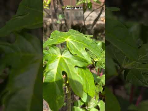 Papaya fruit #fruit #plants