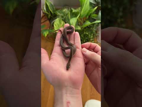 Tanzanian house snakes are cute