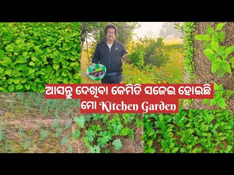 ଆସନ୍ତୁ ଦେଖିବା କେମିତି ସଜେଇ ହୋଇଛି ମୋ Kitchen Garden#youtube#kitchengarden