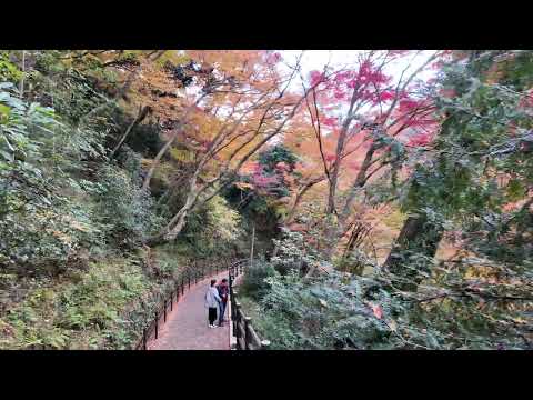 2024/12　箕面の滝　紅葉