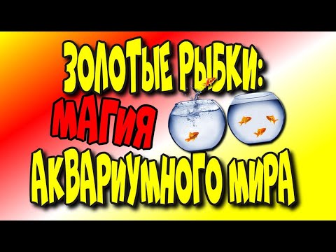 Золотые рыбки: Магия аквариумного мира/Goldfish: Aquarium Magic♻️ [Olga Pak]