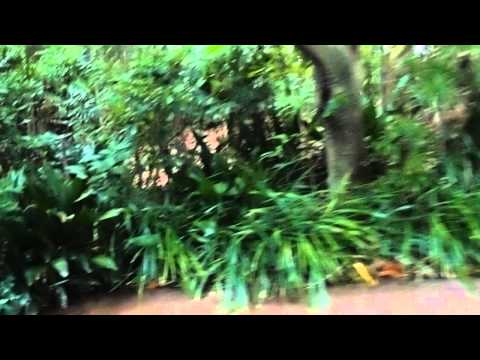 2012東京迪士尼Jungle Cruise