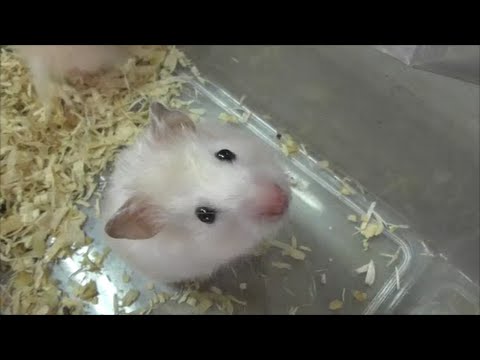 癒される「ふれあい動物園」大人気かわいいロングコートハムスター2016 7 6