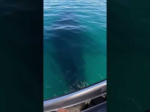 3 Whales Go Under My Jetski