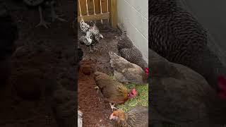 Preview of our upcoming video #shorts #backyardchickens #chickensaspets #ilovechickens