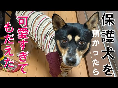 【保護犬の可愛いさ】施設で仲良くなったセイ君が泊まりに来てくれたら可愛すぎて離れたくなくなる