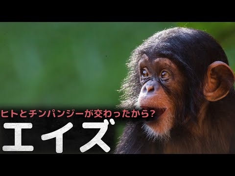 ヒトとチンパンジーが交わったから? エイズ