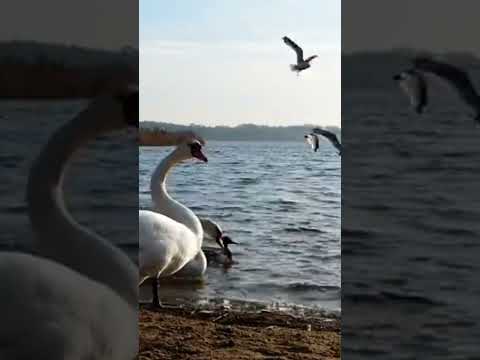 #river #swimming  #birds#youtubeshorts#shorts