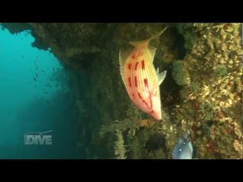 Rainbow Warrior, Cavalli Islands, New Zealand. Dive the former Greenpeace flagship.