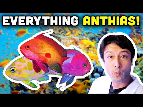 Talking Fish: Anthias! Tips and Tricks for These Special Fish!