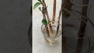 how to grow hybrid hibiscus 🌺 plant in water.hibiscus cutting.