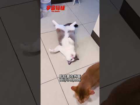 菸酒嗓的貓咪在鬼叫 音量有夠豪邁的 #宇宙貓咪 #cat #shorts #shortstw