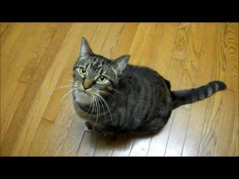 Cinedra the Tabby Cat