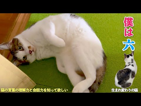 僕は猫の六。おしゃべり猫で会話もするよ。僕は猫だったんだっけ？と思う事があるんだ | [生まれ変わりの猫] 六