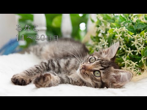 【猫】山で拾った猫　るなこ成長記録11～20日目まで