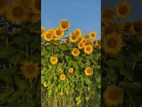 Sunflower (I Girasoli) Japan ver.