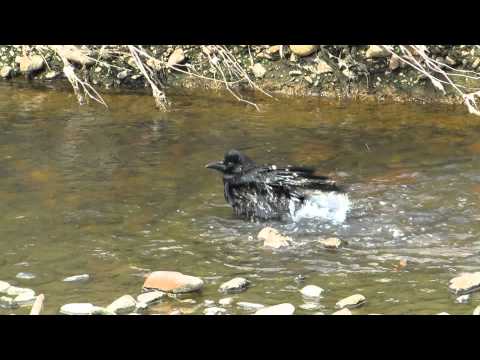 カラスの行水を初めて見ました。 Crow is taking a bath in Nogawa river.