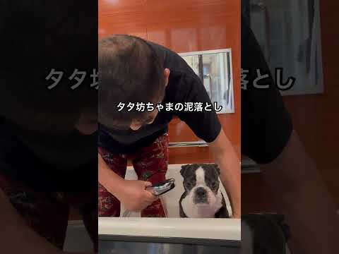 何故かお澄まし😂#ボストンテリア #bostonterrier #dog  #dogshorts