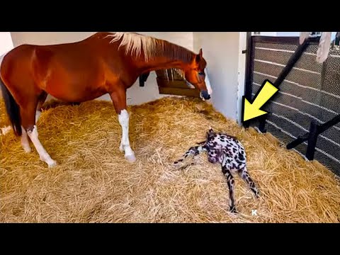 The vet almost went crazy when he saw what this horse gave birth to!