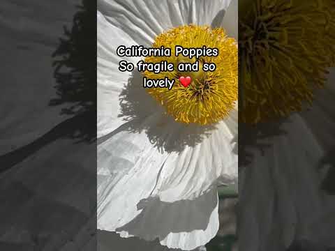 California Poppies!