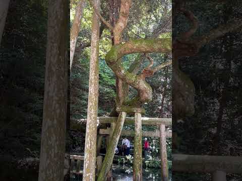 降り龍のような光（鹿島神宮の御手洗池）