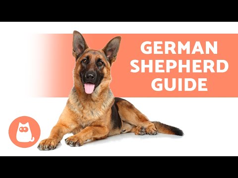 Complete Guide to the GERMAN SHEPHERD 🐶✅ (Education, Care, Pros  and Cons)