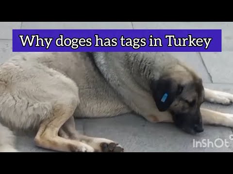 4.5 Millions street dogs in Turkey