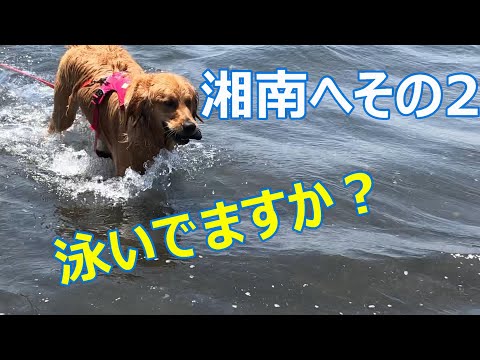 前回のの続き湘南にパート２は犬は波に立ち向かっていけるか？海で泳ぐ犬が可愛すぎる＆面白いW【ゴールデンレトリバー】