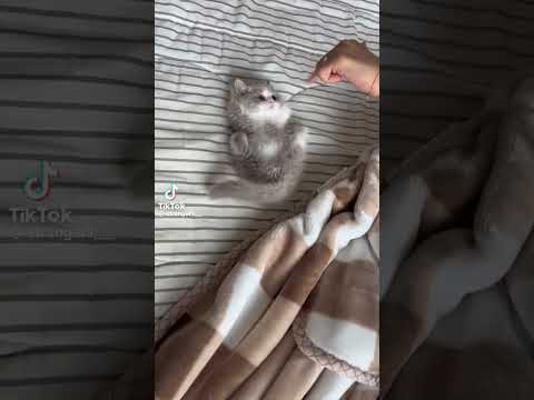 Credits to stranger1___ on tiktok #notmine #youtubeshorts #shortsviral #funny #memes #catvideos