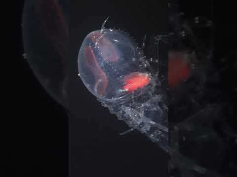 The Deep Sea's Crustacean Caretakers #shorts