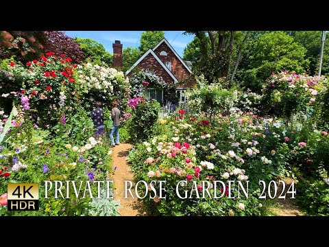 【Private Residence】Master gardener's rose gardens 2024. 有名庭師宅のバラ園2024 #4khdr