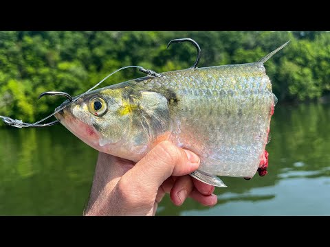 Learn This Technique And Never Get Skunked Again When River Catfishing