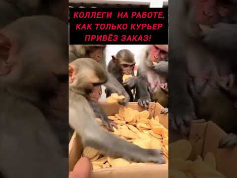 Когда с коллегами на работе заказали доставку еды #докторндн #пасхальвиварий #юмор #доставкаеды