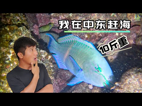 《Oman·自驾》第5集：夜间遍地大海参，还被不明鱼种撞击头部十多次 #赶海 #刺身 #环球旅行 #海鲜美食 #阿曼 #潜水 #海参