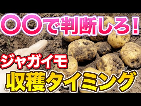 【ちょっと待って！】ジャガイモの1番いい収穫タイミングは〇〇を見て下さい！