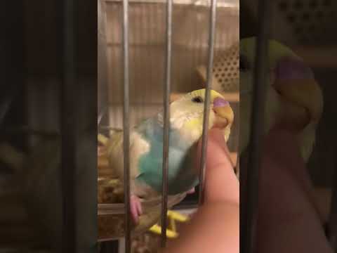 インコに顎クイ