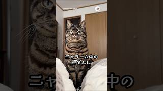 ニャラーム中の猫さんに…｜PECO #猫の鳴き声 #キジトラ #猫 #愛猫家 #猫のいる暮らし #meowingcat #browntabby #cat #catlover #catlife