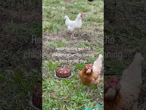 JK! I went away for the weekend. They are so dramatic. #homesteadlifestyle #homestead #chickens