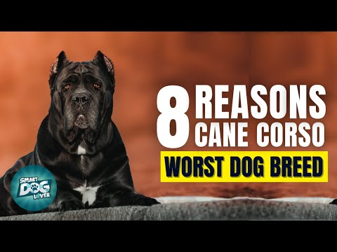 8 Reasons Cane Corso Might Just Be The Worst Dog Breed