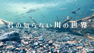 【水中映像】 淡水魚　君の知らない川の世界#1 Underwater video. The World Of The River #1.