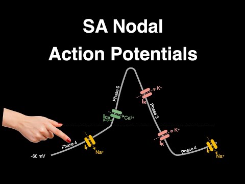 Action Potential: SA nodal cells #heart #physiology #actionpotential