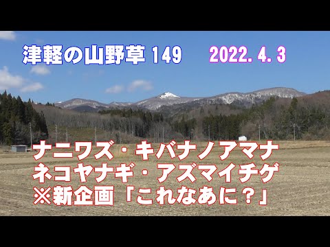 津軽の山野草149(ﾅﾆﾜｽﾞ・ｷﾊﾞﾅﾉｱﾏﾅ・ﾈｺﾔﾅｷﾞ・ｱｽﾞﾏｲﾁｹﾞ・これなあに？)