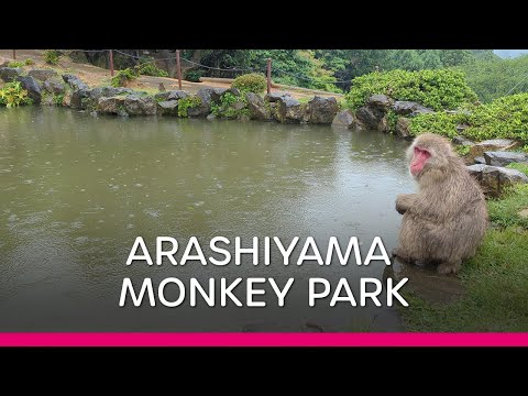 Arashiyama Monkey Park in Kyoto (Japan 🇯🇵 Vlog) | 嵐山モンキーパーク