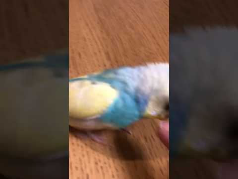 うれしい気持ちになる動画 #shorts #セキセイインコ #budgie #かわいい #kawaii #すいちゃん