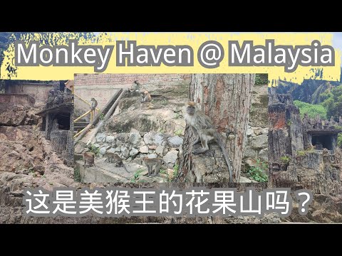 Monkeys and MORE MONKEYS @ Malaysia Kulai 原来马来西亚有猴子猴王的花果山哦!