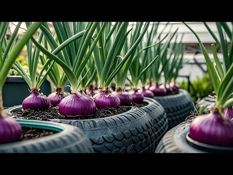 Useful Tips & Tricks Urban Gardening/ Useful Tips Propagating Purple Onions for Beginners