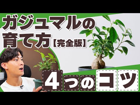 【ガジュマルの育て方~完全版~】意識するとグングン大きくなる4つのテクニックをご紹介!!