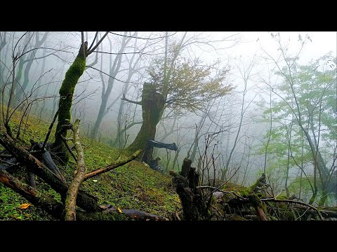 CAMPING: a relaxing camping in the forest in rainy and foggy weather by the fire