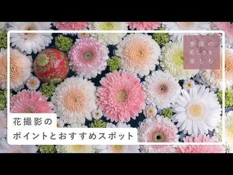 花撮影のポイントとおすすめスポット | 小春ハルカさん